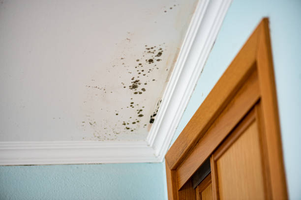 Best Post-Flood Mold Remediation in Gloucester, MA