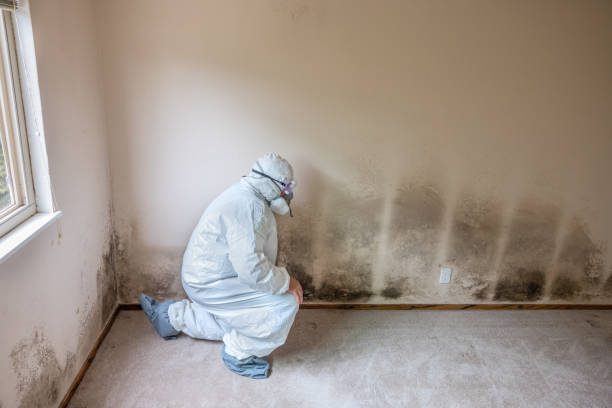 Best White Mold Remediation in Gloucester, MA
