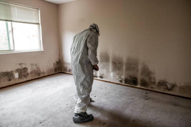 Best Attic Mold Remediation in Gloucester, MA